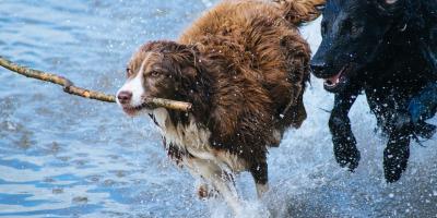 Offerta In vacanza con Fido!