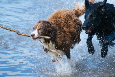 In vacanza con Fido!-Avventura a 4 zampe!
